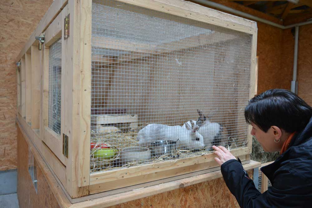 Eine Person beobachtet Kaninchenstall mit Kaninchen
