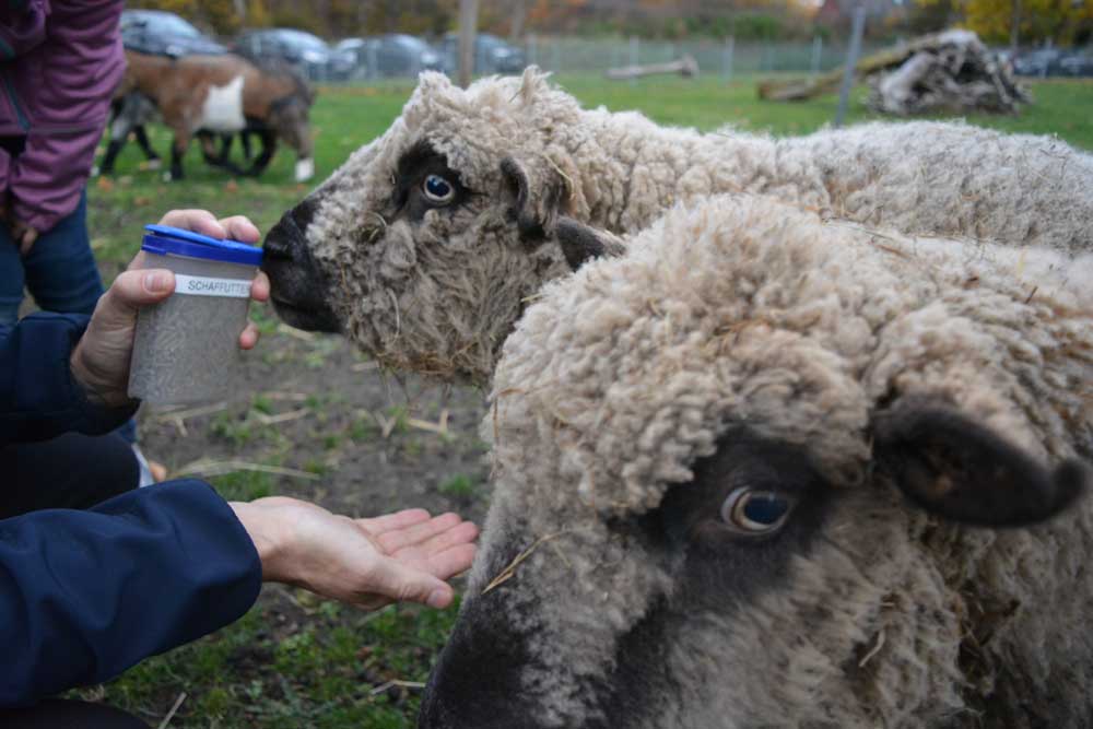 Zwei Schafe werden aus der Hand gefüttert