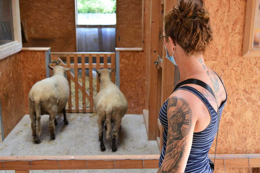 Eine Frau beobachtet 2 Schafe die vor einem Tor stehen