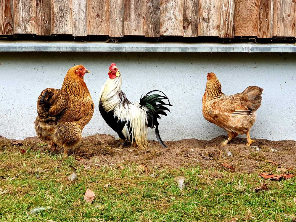 Zwei Hühner und ein Hahn