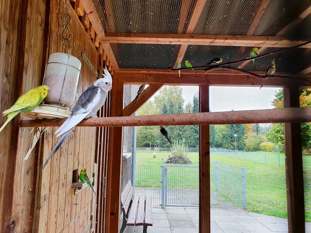 Wellensittiche und Kakadus in Voliere, im Hintergrund Schafe.